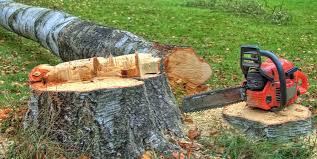 Best Hazardous Tree Removal  in Cimarron Hills, CO