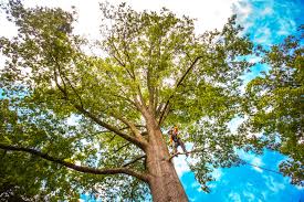 How Our Tree Care Process Works  in  Cimarron Hills, CO
