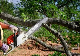 Best Commercial Tree Services  in Cimarron Hills, CO