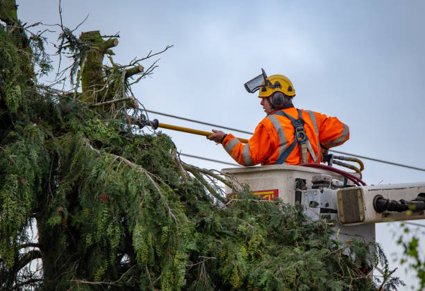 Best Leaf Removal  in Cimarron Hills, CO