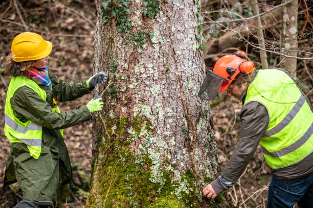 Cimarron Hills, CO Tree Care Company