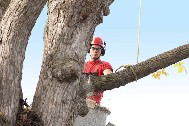 Mulching Services in Cimarron Hills, CO